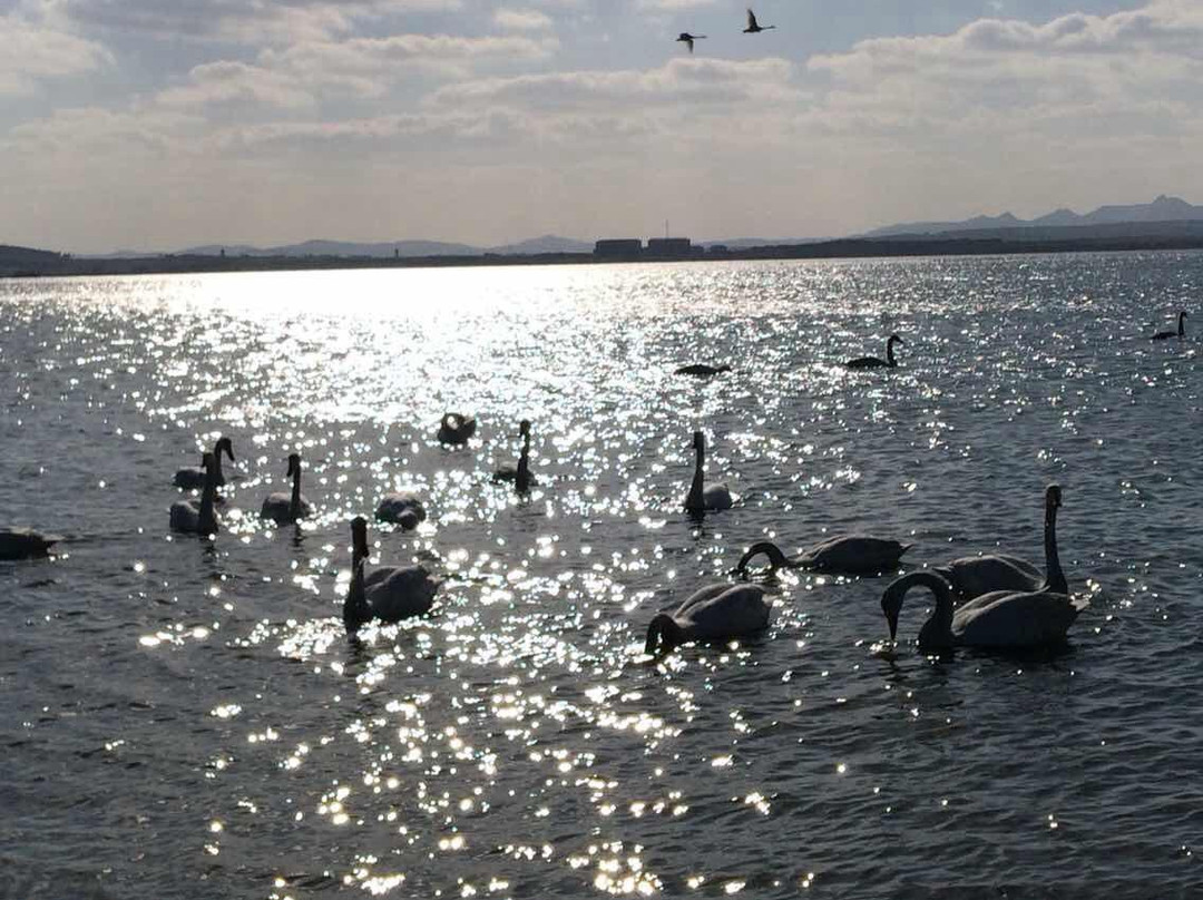 东方天鹅湖-荣成市必去景点