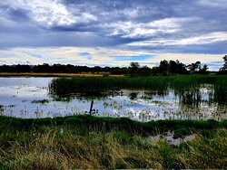 Jerrabomberra Wetland景点图片