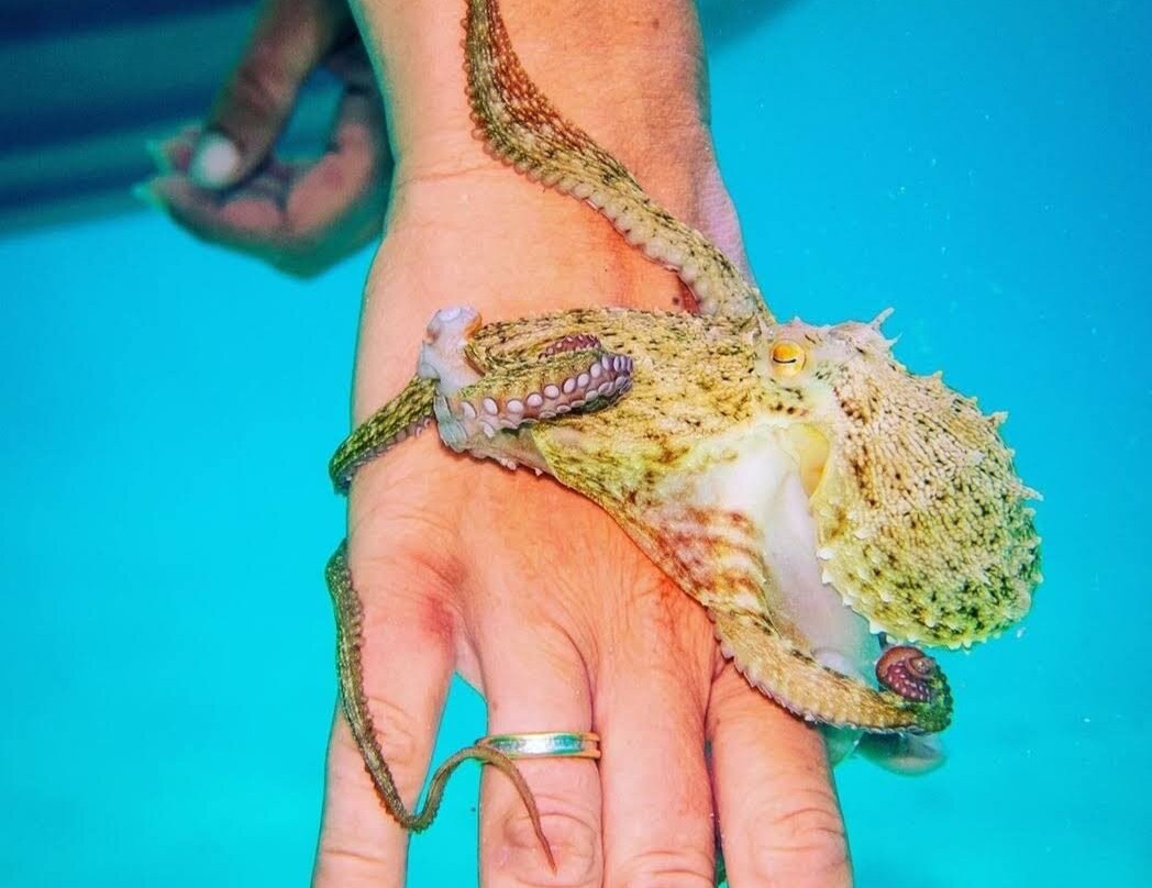 Aegean Sea Quest-帕罗斯岛必去景点