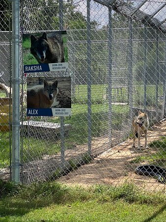 Saint Francis Wolf Sanctuary景点图片