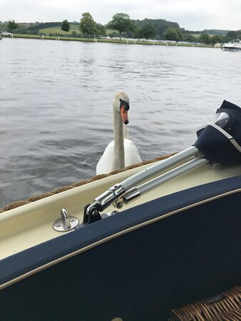 Henley River Boats景点图片