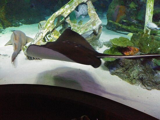 SEA LIFE Kansas City-堪萨斯城必去景点