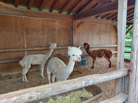 NACF Anseong Farmland-安城市必去景点