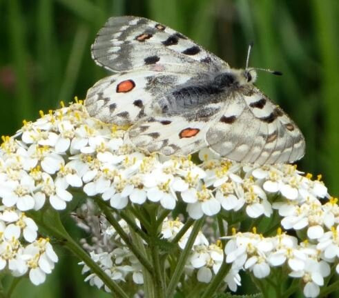 Ambleside Butterfly Garden景点图片