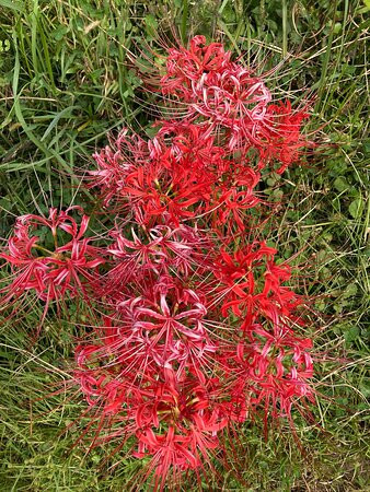 Mt. Hiwada-日高市必去景点