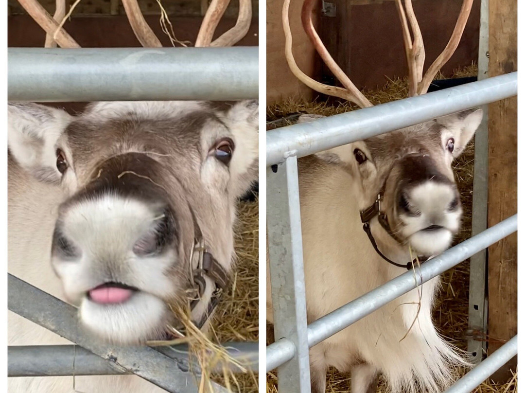The Cotswold Reindeer Herd-赛伦塞斯特必去景点