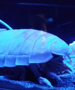 Numazu Deep Sea Aquarium景点门票图片