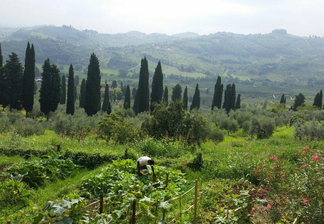 Tizzana餐馆和美食-Tenuta di Capezzana