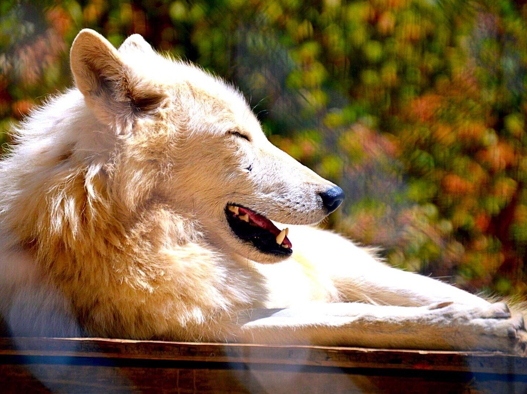 Wolf People-Cocolalla必去景点