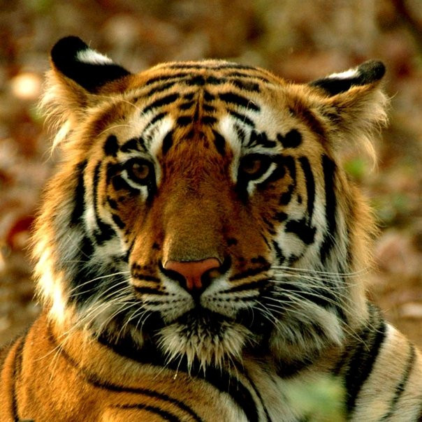 Nawegaon-Nagzira Tiger Reserve景点图片