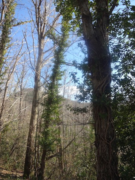 Foret Communale de Ceret景点图片