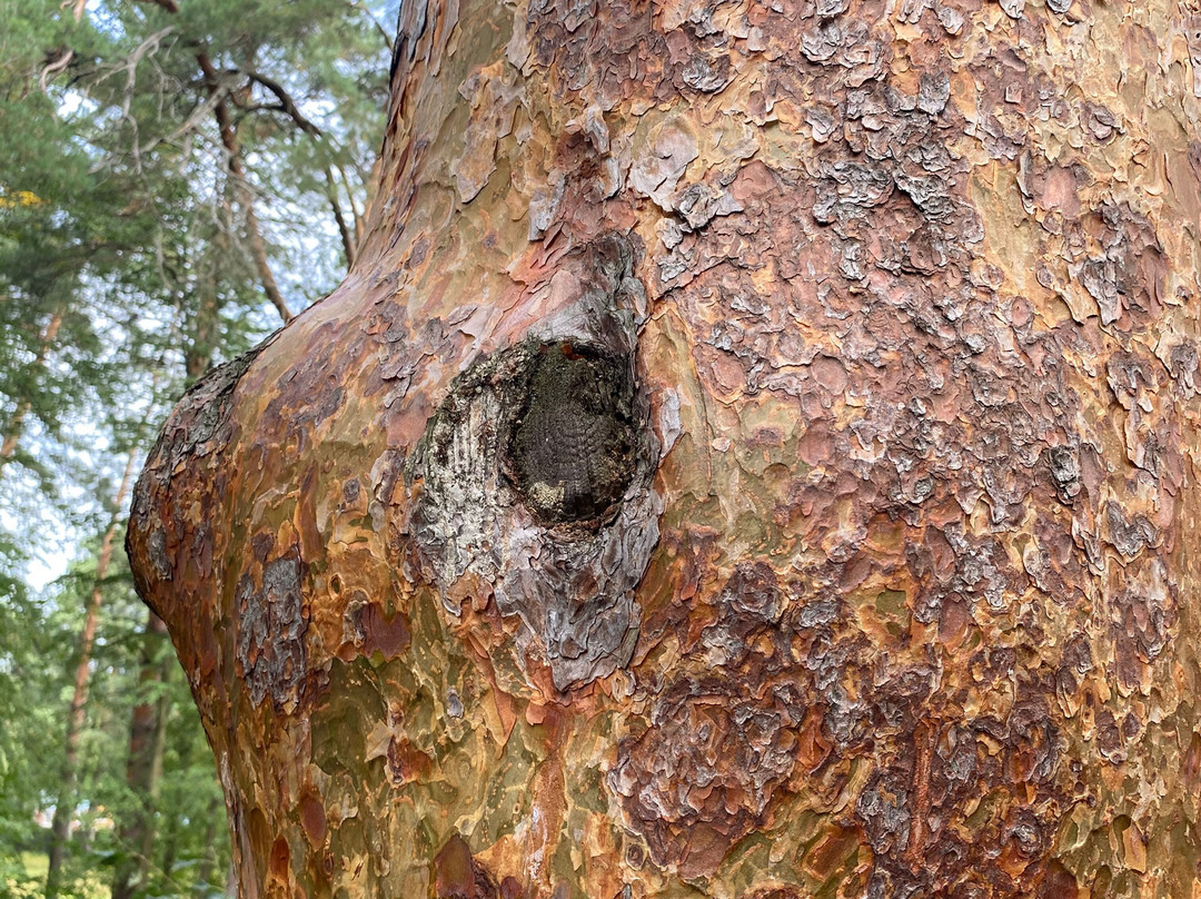 Eco Trail Through Foliage景点图片