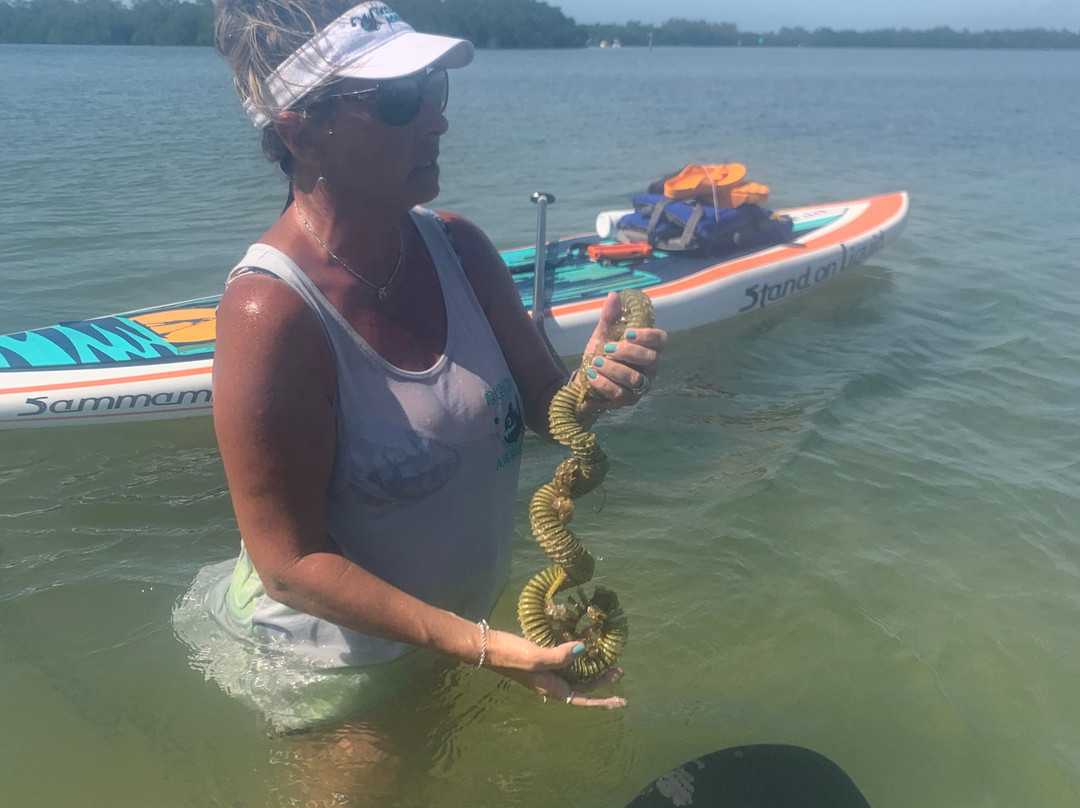 Paddleboard Adventures-Boca Grande必去景点