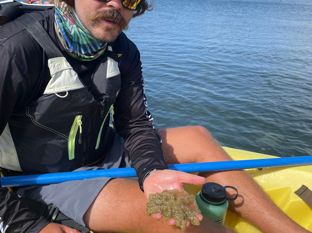 Virgin Island EcoTours - St. Thomas Tours-圣 托马斯必去景点