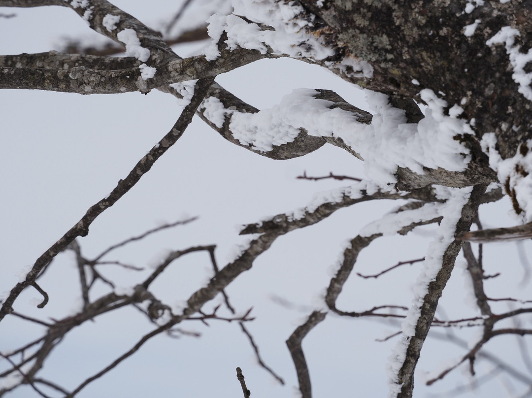 Frost Covered Trees of Zao景点图片