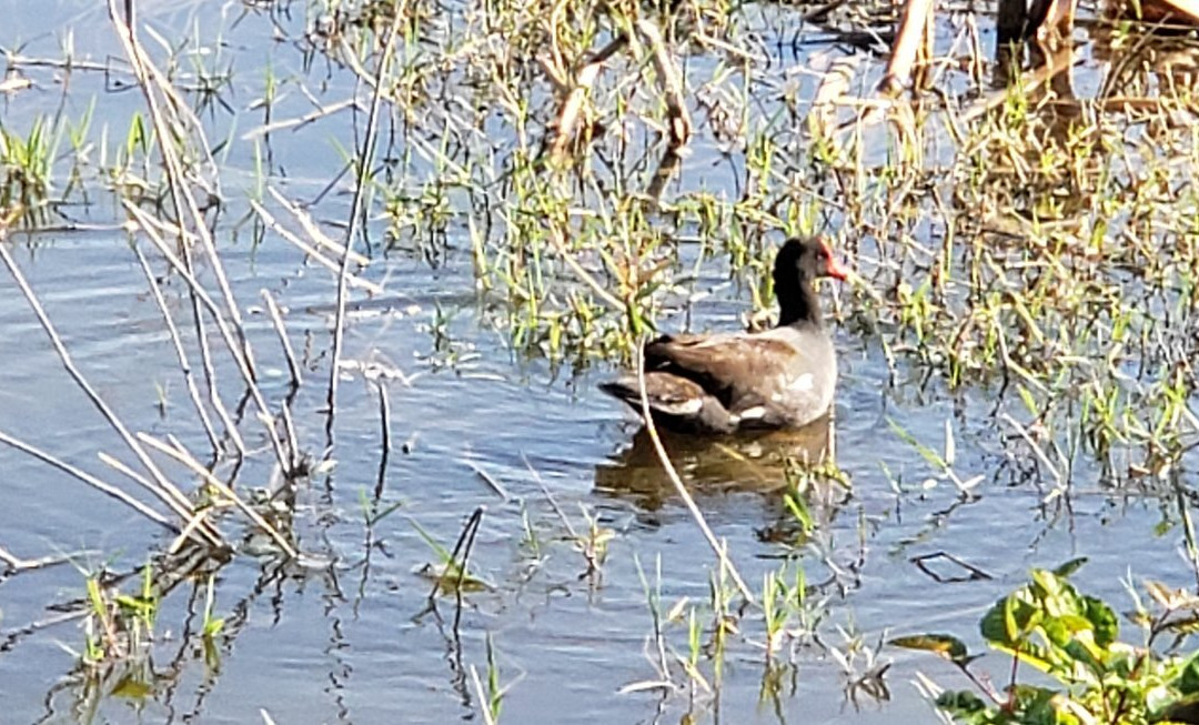 Ollie's Pond Park景点图片