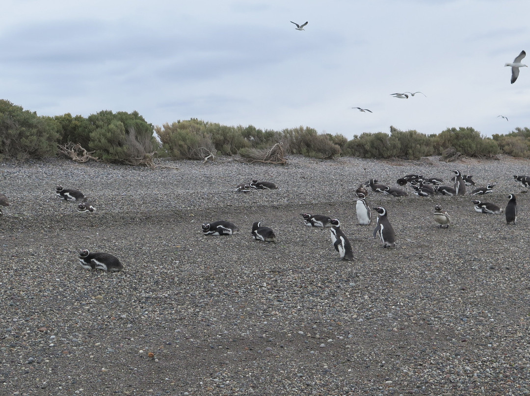 Reserva natural Provincial Ria Deseado-Puerto Deseado必去景点
