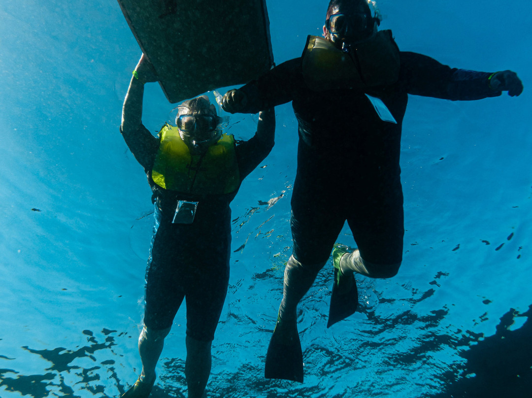 Maui Snorkel Tours景点图片