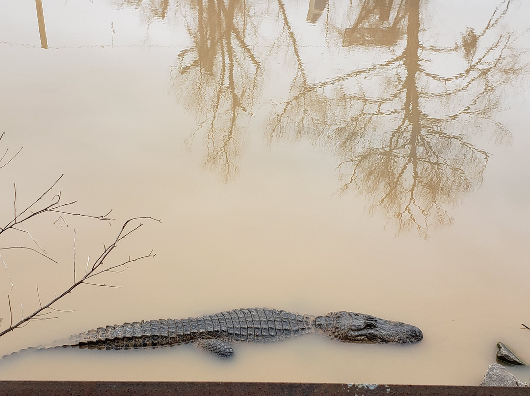 Gator Country Louisiana Alligator Park景点图片