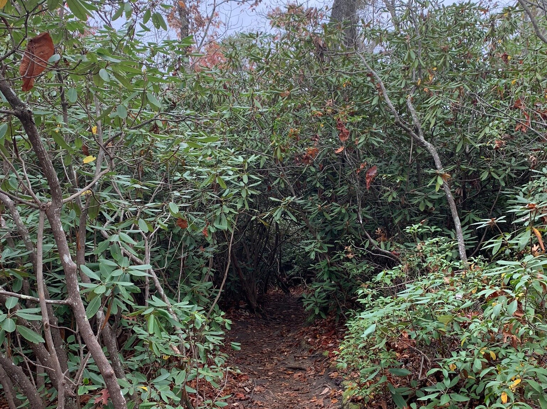 Long Point Trail景点图片