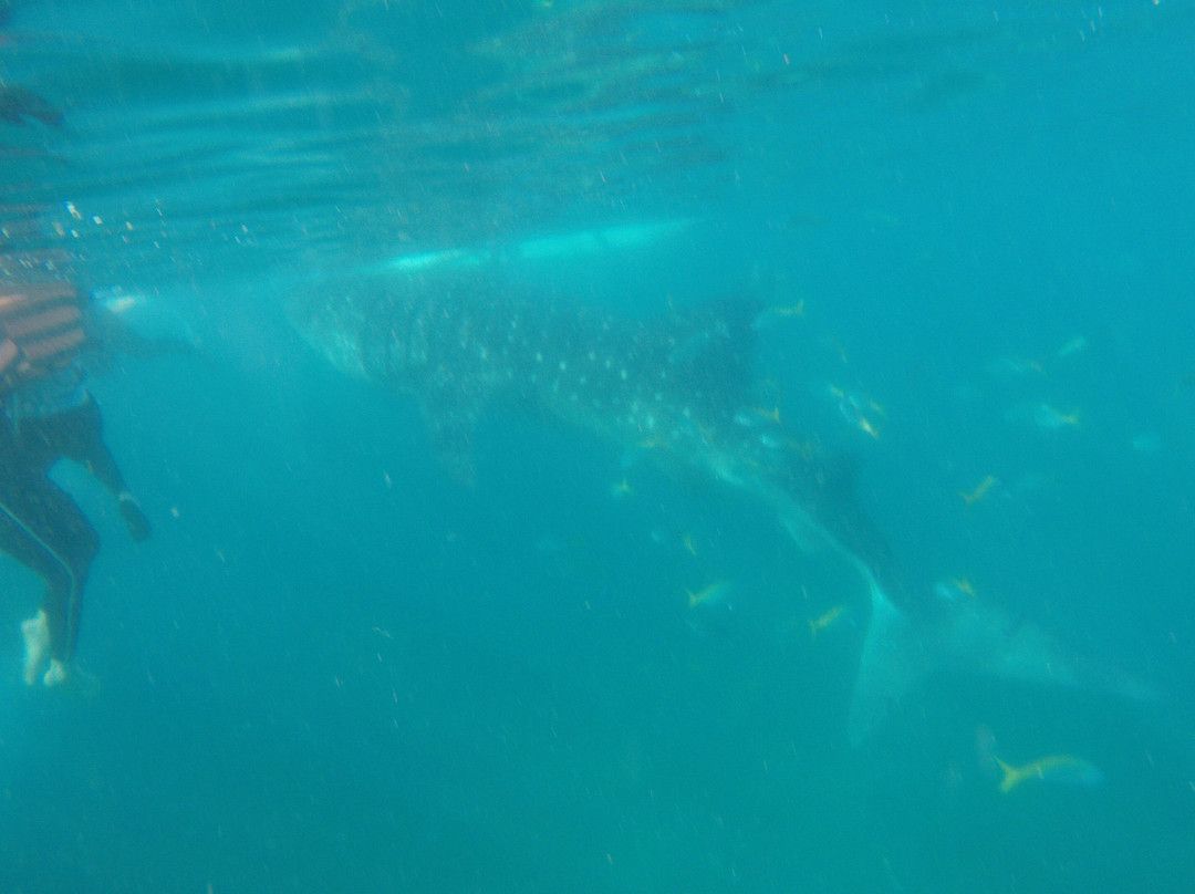 Oslob Whalesharks-奥斯洛布必去景点