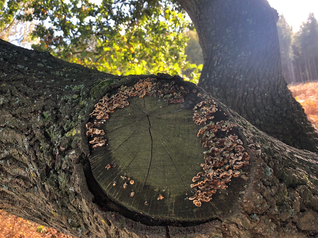 Rendlesham Forest Centre景点图片