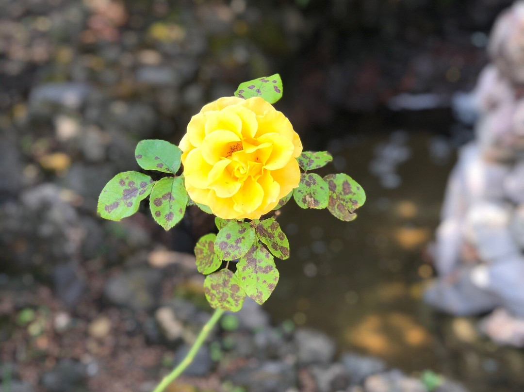 Quinta Ascension主图