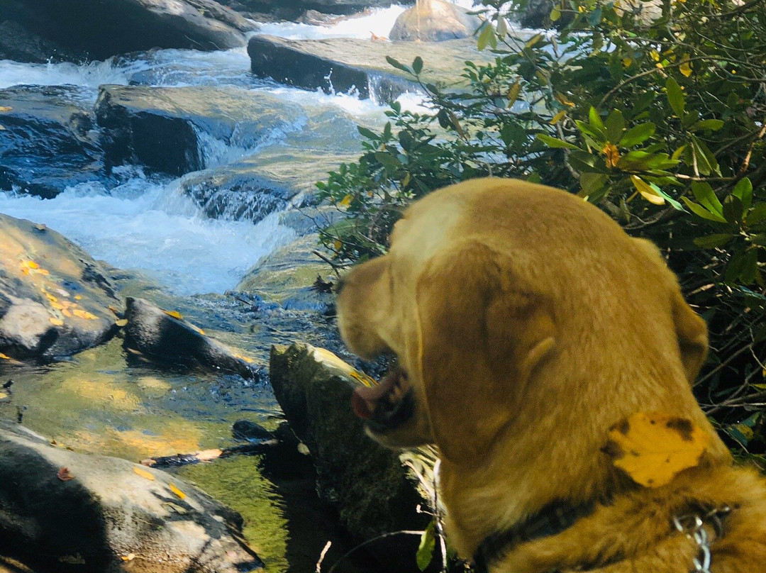 Triple Falls Trail景点图片