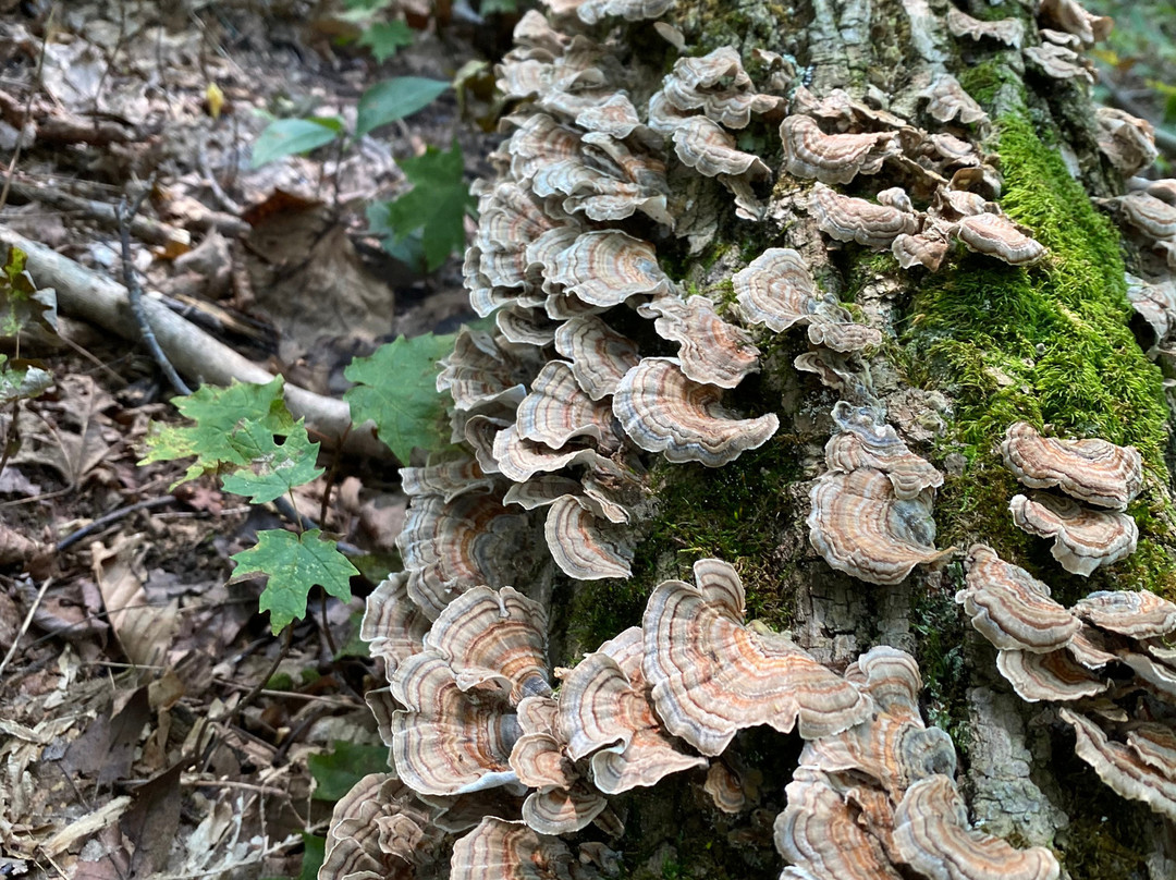 Whitlam Woods-Chardon必去景点