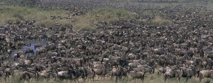 Bienvenido Kenya Tours and Safaris景点图片