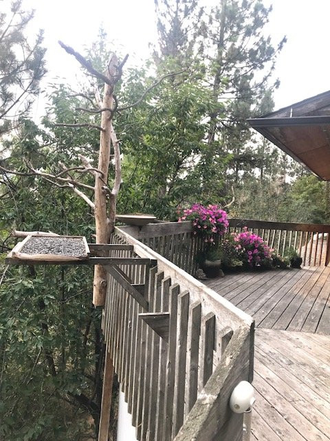 Blue Mountain Bed & Breakfast主图