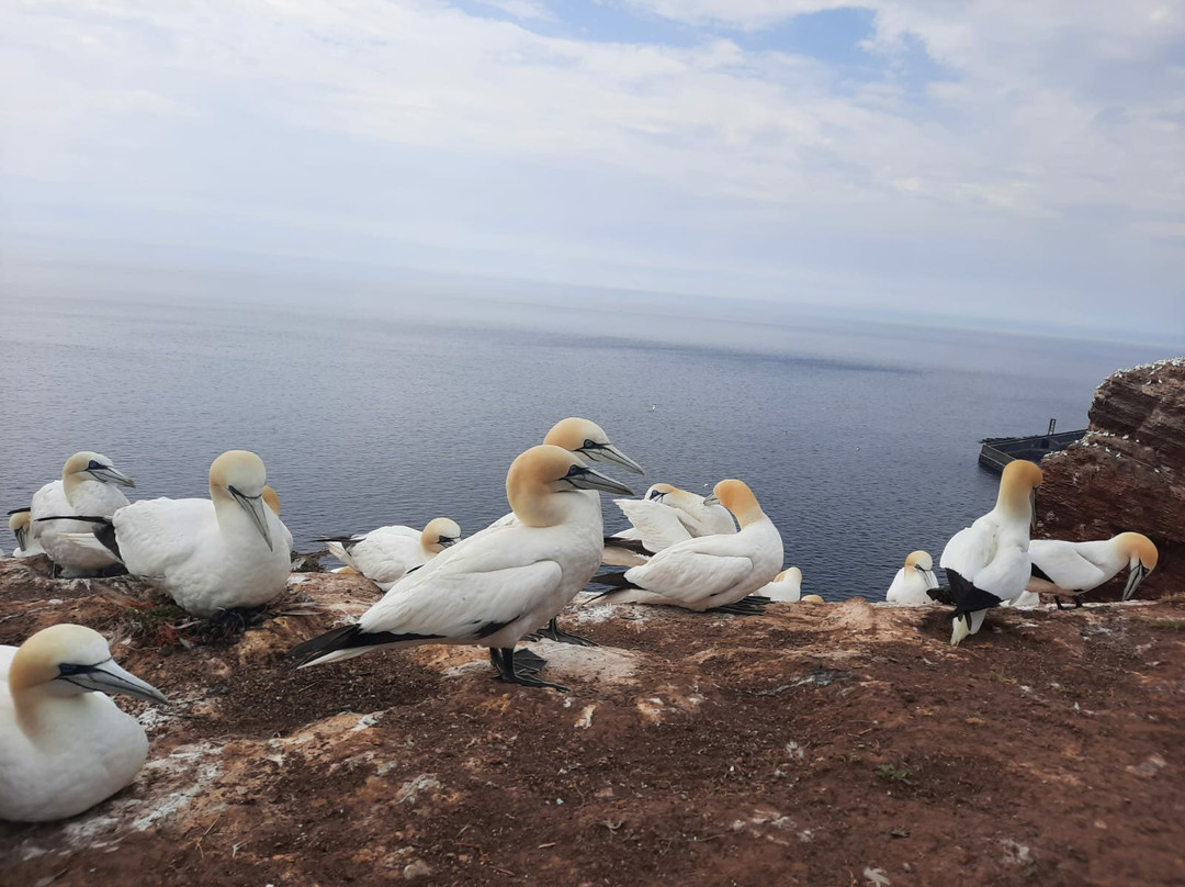 Lange Anna-Helgoland必去景点