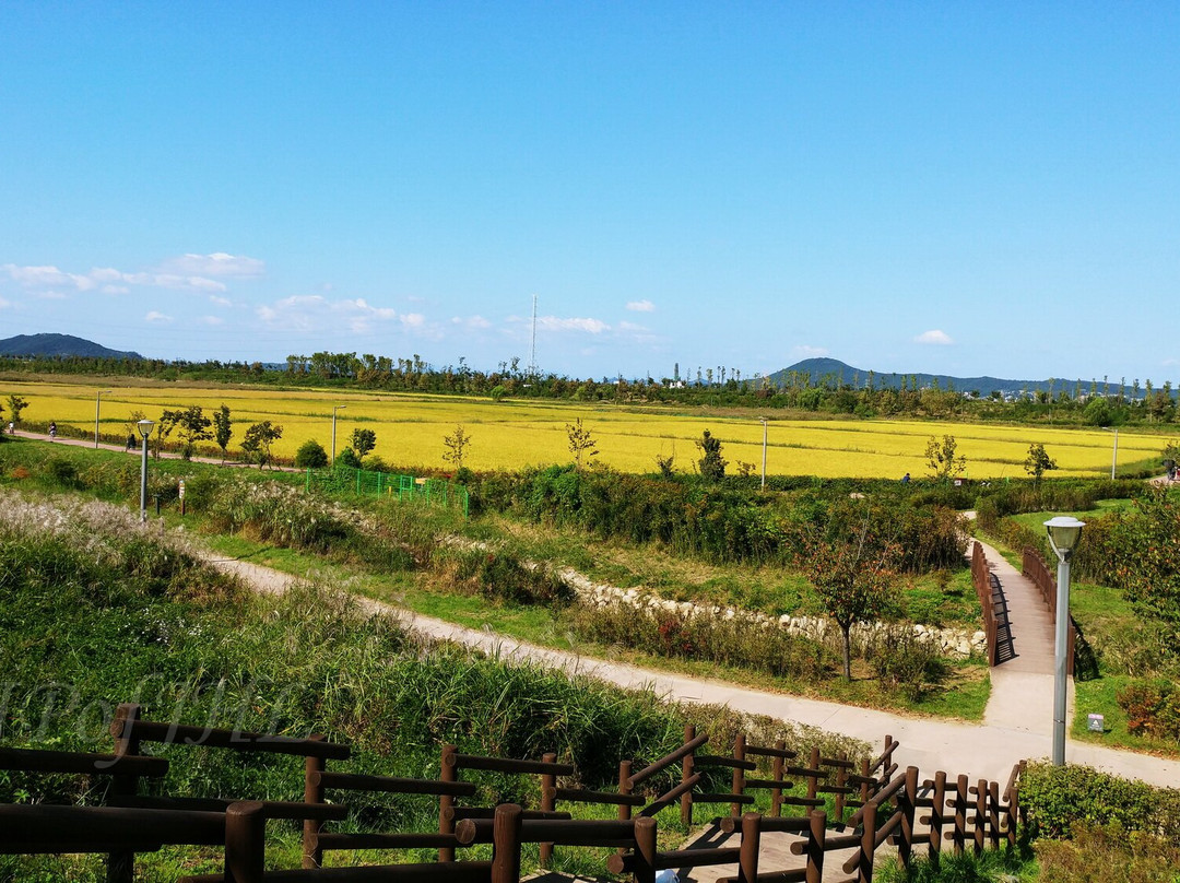 Gimpo Han River Wild Bird Ecology Park-金浦市必去景点