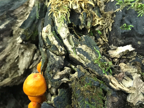 Spitler Woods State Natural Area-Mount Zion必去景点