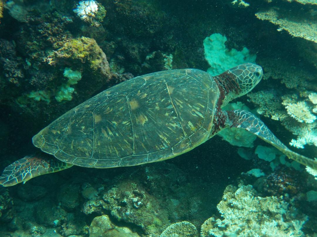 Ocean Boulevard-八丈岛必去景点