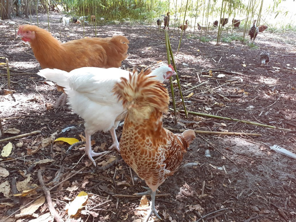 Conservatoire Avicole du Puyobrau-Magescq必去景点