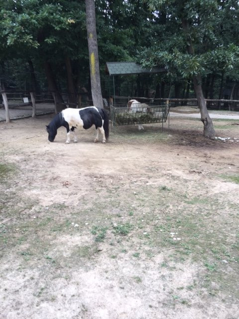 Miskolc Zoo and Culture Park景点图片