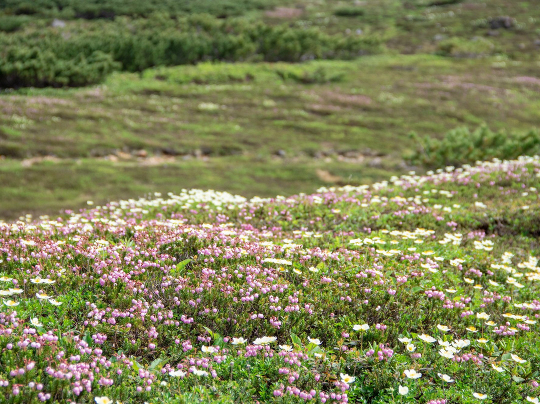 Asahidake Natural Hiking Route-东川町必去景点