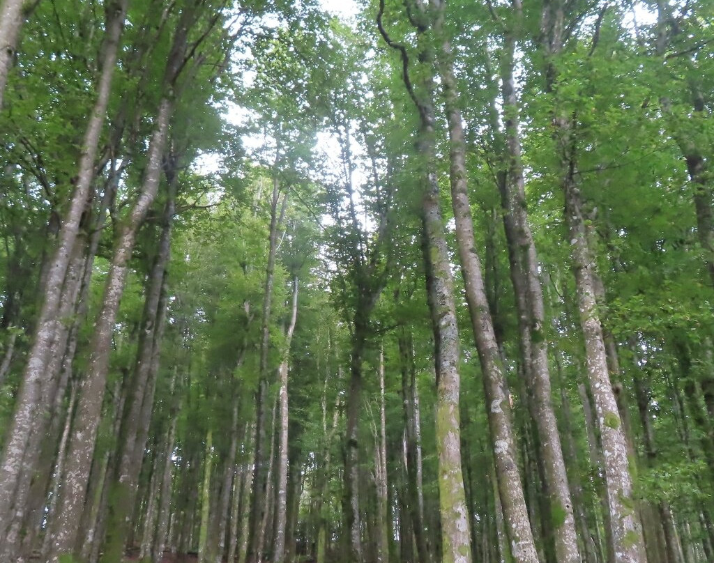 La Planche des Belles Filles-Plancher-les-Mines必去景点