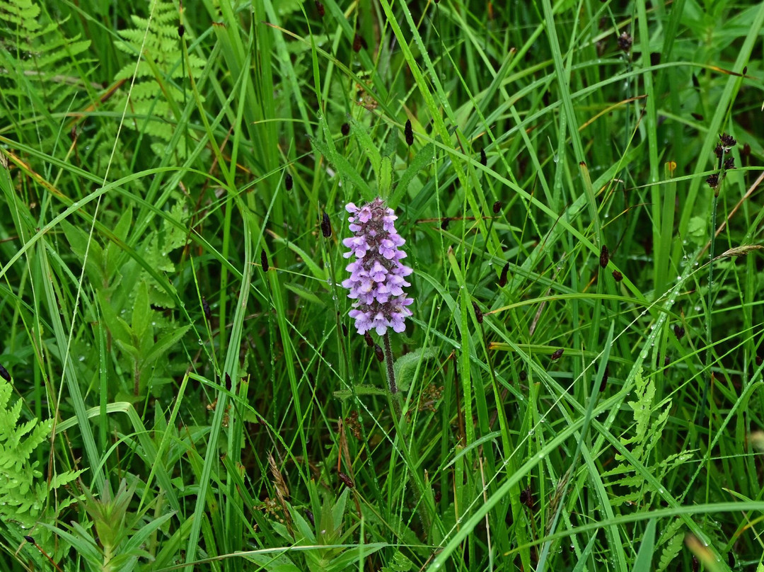 Northern Natural Flower Garden-根室市必去景点