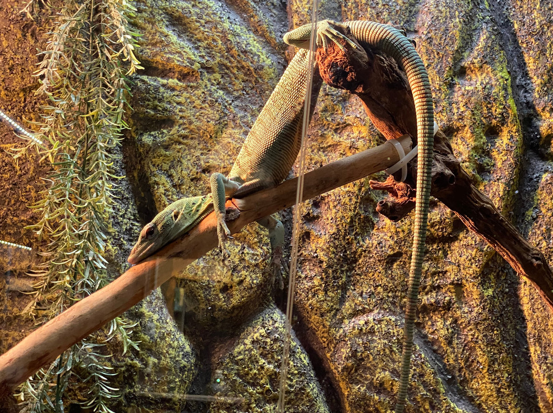 Exotarium: Ferme de Reptiles-Saint-Eustache必去景点