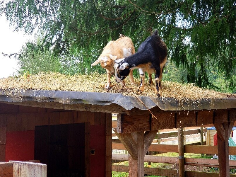 Hamilton Hobby Farm景点图片
