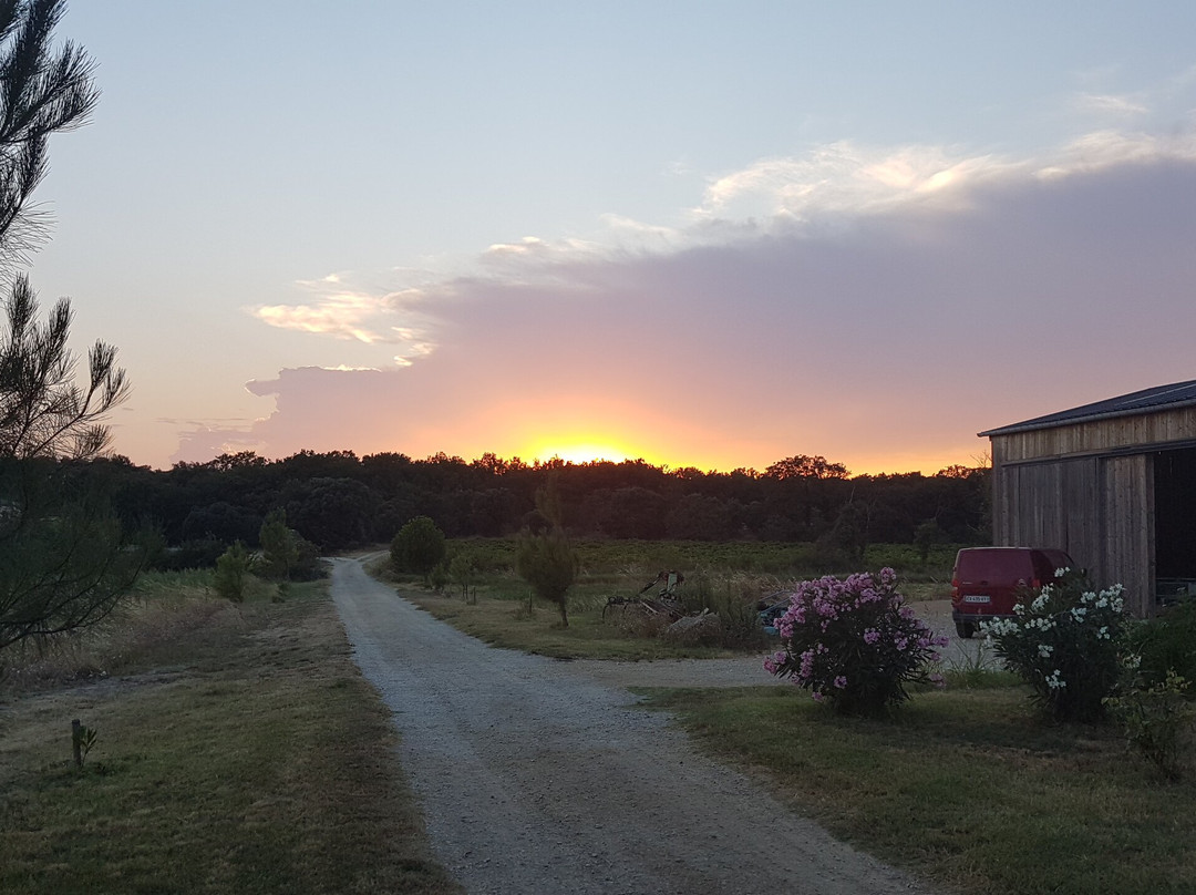 Domaine des Gravennes景点图片