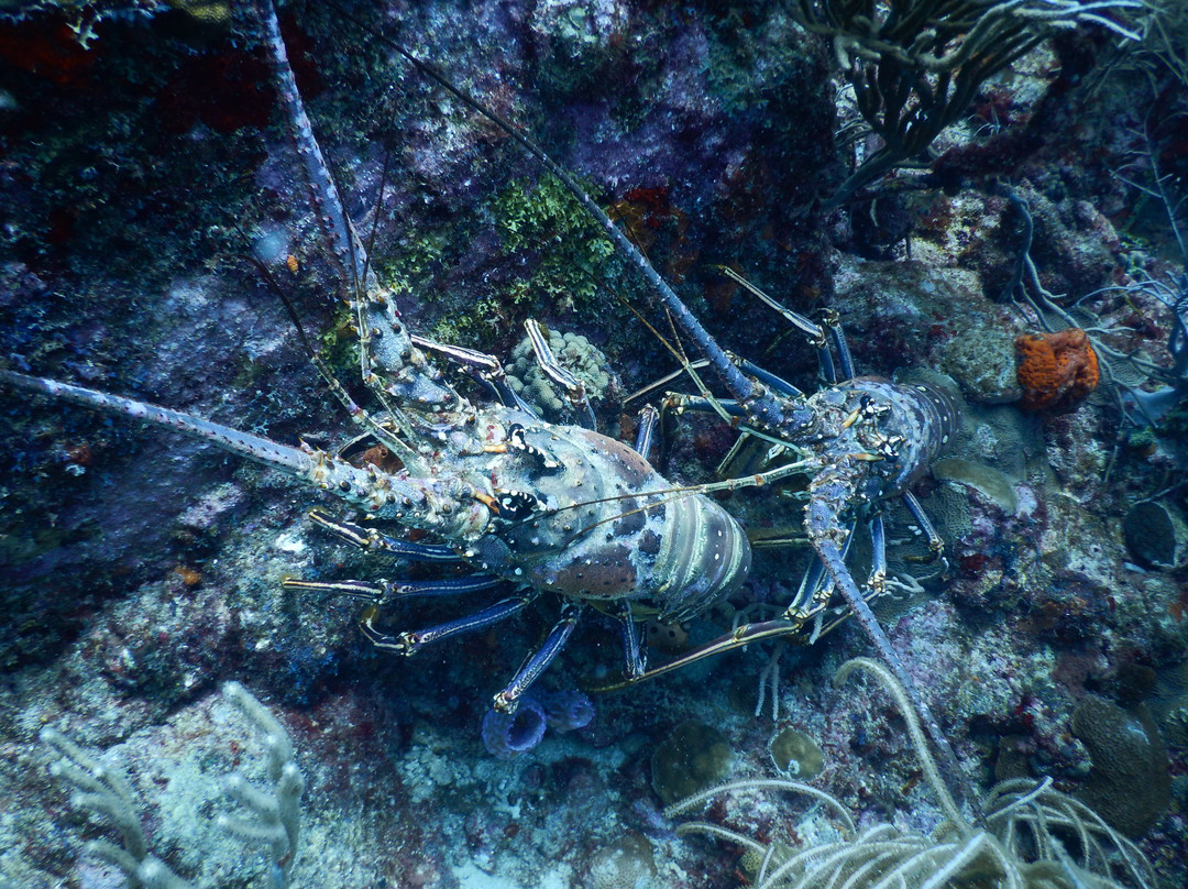 Dive Carriacou-Carriacou Island必去景点