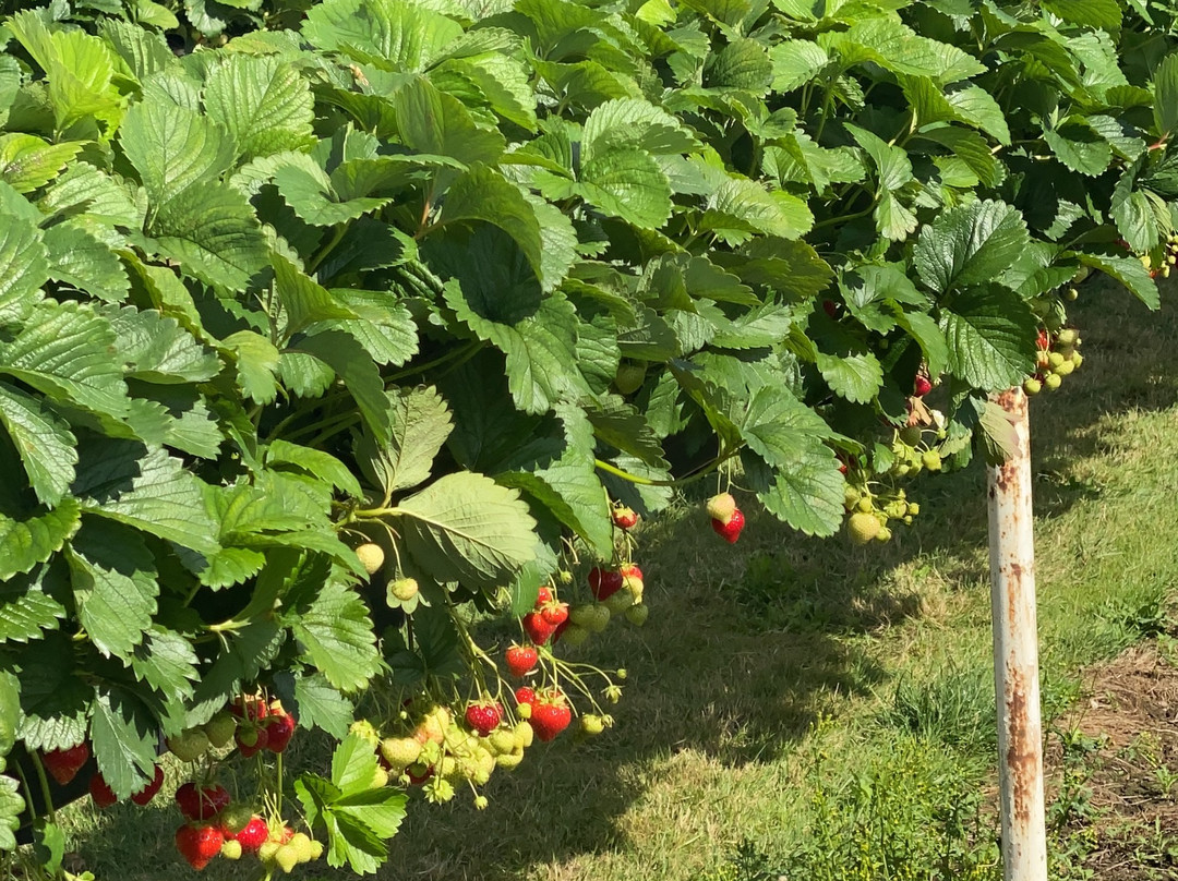 Parkside Farm景点图片