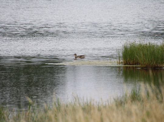 Borre Knob-朱尔斯明德必去景点