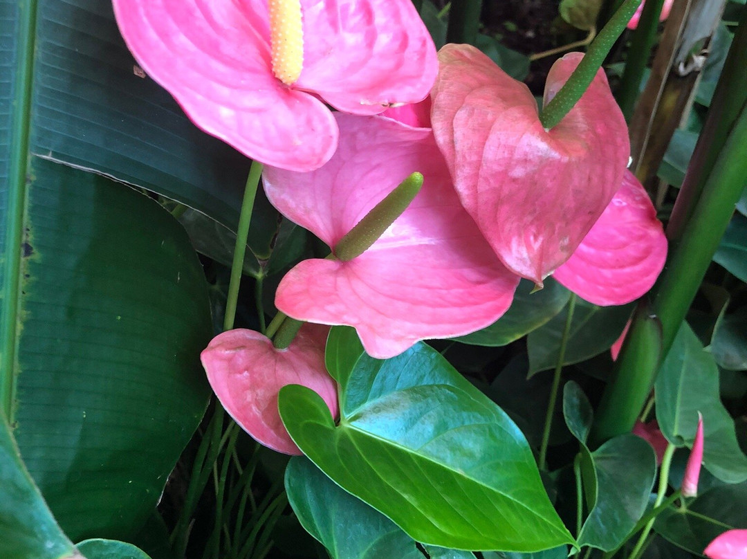 Tropical Garden Slovenia景点图片