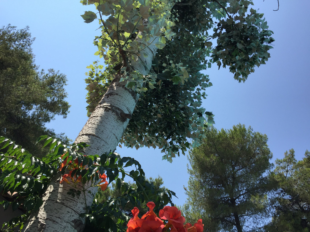 Club Agia Anna主图