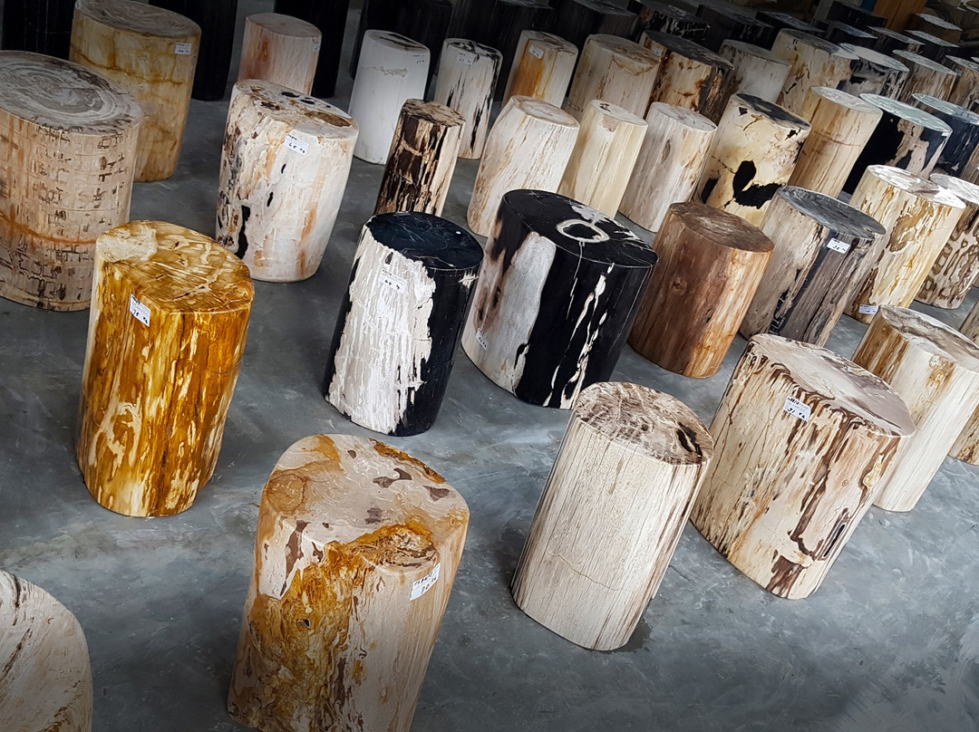 Petrified Wood Indonesia-茂物必去景点