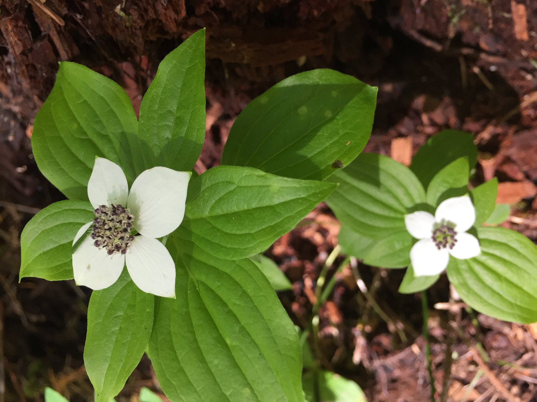 McKenzie River National Recreation Trail-尤金必去景点